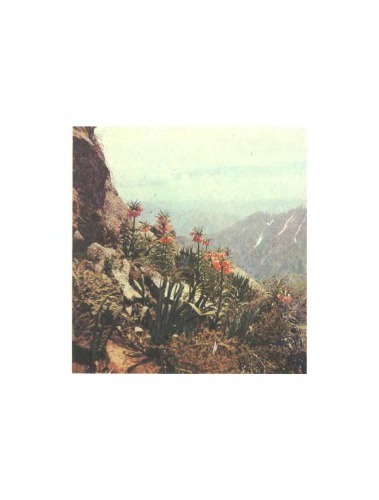 ﻿جغرافیای گیاه شناسی اتحاد جماهیر شوروی.