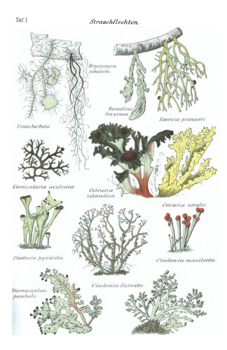 ﻿راهنمای گلسنگ ها: دستورالعمل هایی برای شناسایی آسان و مطمئن گلسنگ های آلمانی
