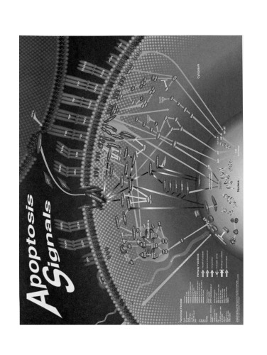 اطلس ایمونولوژی