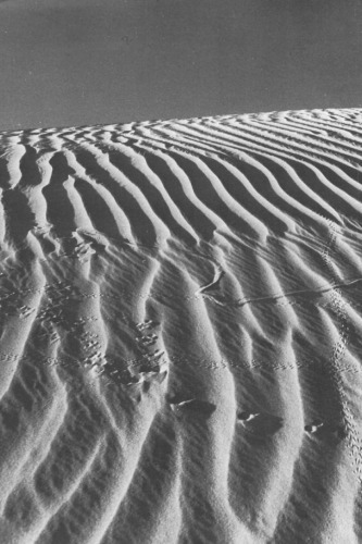 ﻿طراحی پرایمر برای آب و هوای گرم