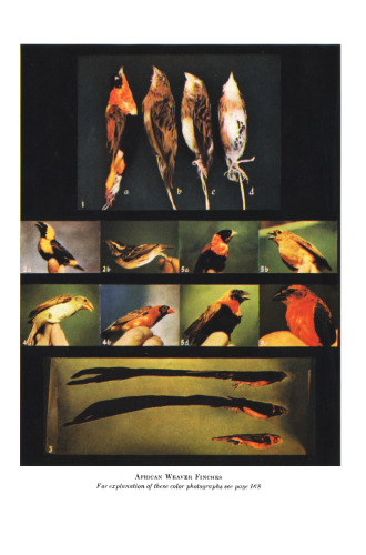 زیست شناسی و فیزیولوژی مقایسه ای پرندگان. جلد دوم