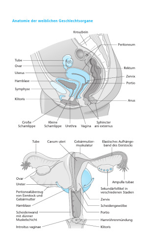 ﻿راهنمای کلینیک زنان و زایمان