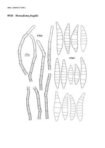 ﻿خاطرات قارچ شناسی ماتسوشیما (قسمت 3)
