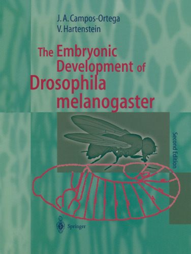 رشد جنینی Drosophila melanogaster