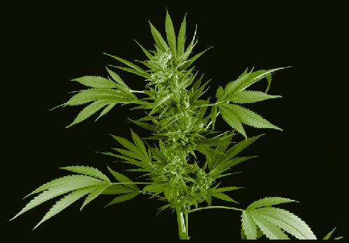 ﻿ماری جوانا و کانابینوئیدها