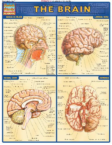 ﻿BarCharts QuickStudy Brain