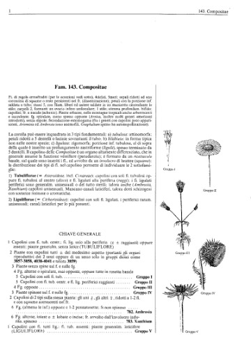 فلور ایتالیا