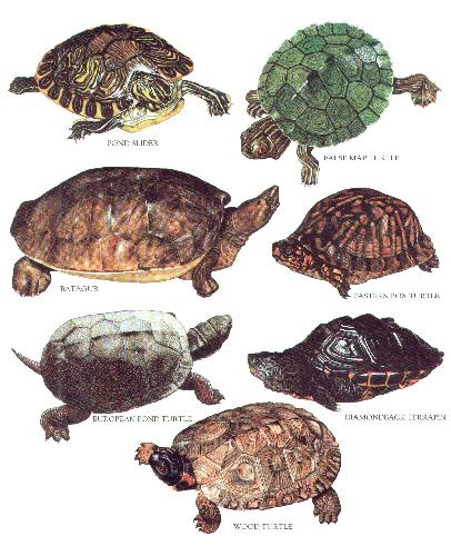 ﻿دایره المعارف مصور حیوانات لانگمن - Рептилии