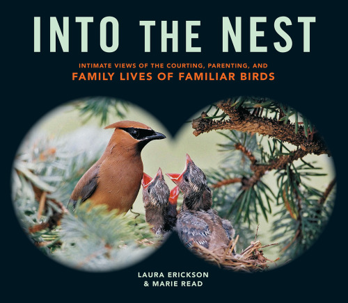 ﻿Into the Nest: دیدگاه های صمیمی از خواستگاری، فرزندپروری، و زندگی خانوادگی پرندگان آشنا