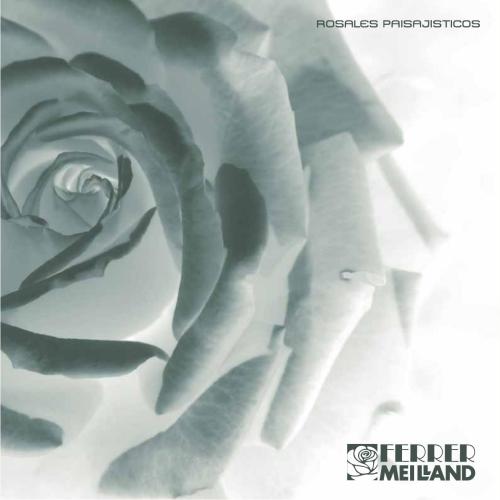 ﻿بوته های گل رز منظره