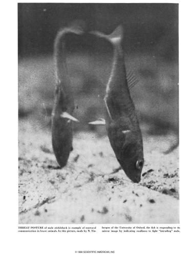 ﻿خاستگاه گفتار