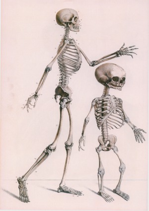 ﻿اطلس آناتومی و جراحی انسان. Osteologia et syndesmologia