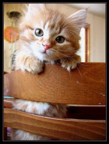 ﻿کتاب پنج حلقه تاریخ ژاپن