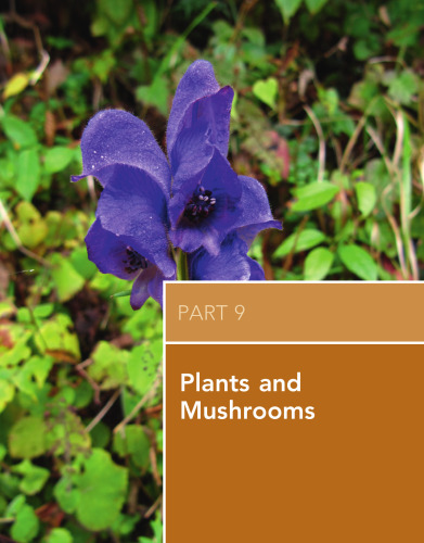 داروی بیابان Auerbach