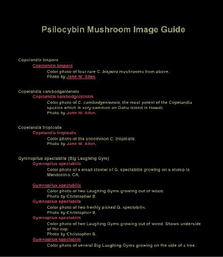 ﻿راهنمای تصویر قارچ سیلوسایبین