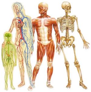 ﻿نکات تمرین آناتومی