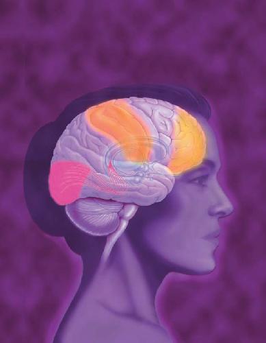 واقعیت های مغز: مبانی اولیه سیستم مغزی و عصبی