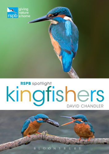 ﻿RSPB Spotlight: Kingfishers