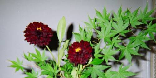 ﻿بیدهای پاییزی