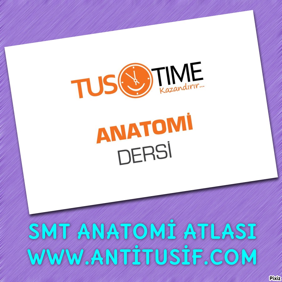 ﻿اطلس نورواناتومی SMT