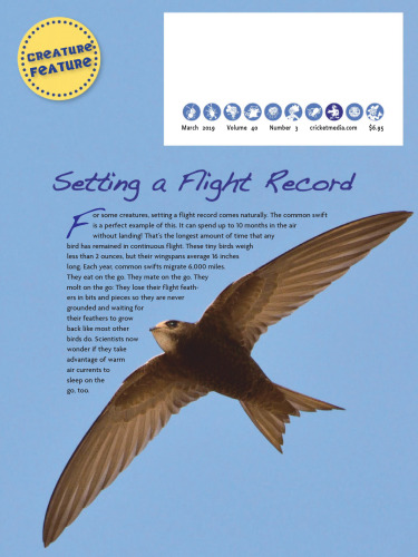 ﻿آملیا ارهارت بر می خیزد!