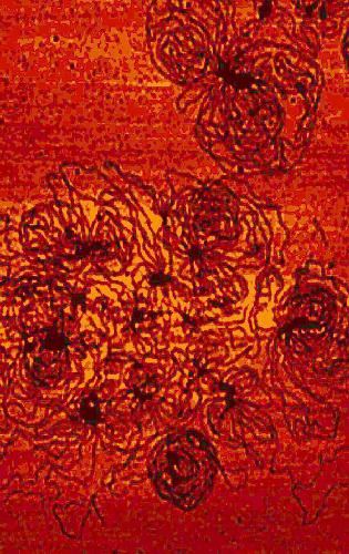 وکتورهای غیر ویروسی برای ژن درمانی. روش ها و پروتکل ها