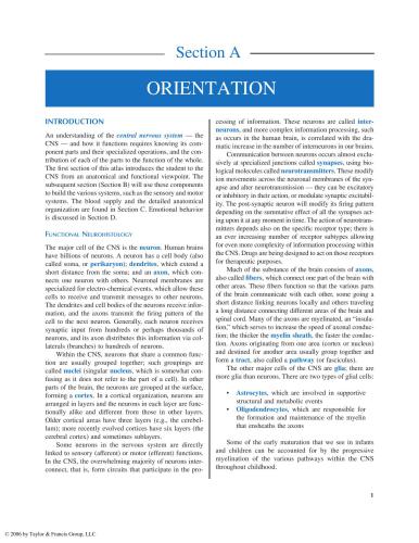 ﻿اطلس نوروآناتومی عملکردی