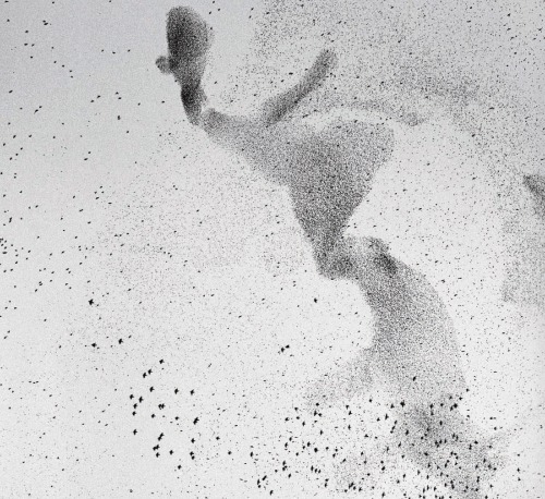 ﻿منطق حیوانی: ظرف، دیوراما، جمجمه، پناهگاه، زمزمه