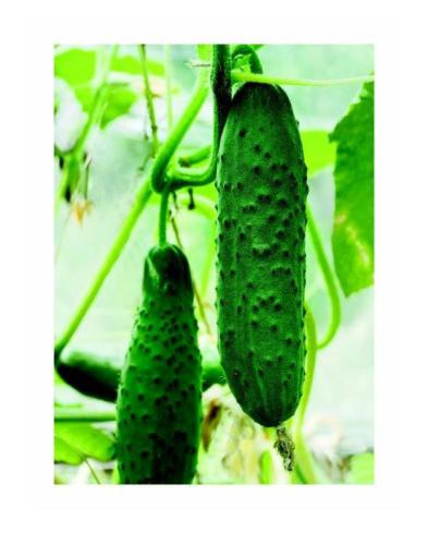 ﻿تصاویری که نباید در آنها خودارضایی کنید