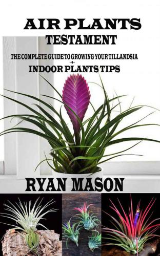 ﻿عهد گیاهان هوایی: راهنمای کامل نکاتی برای رشد گیاهان داخلی Tillandsia