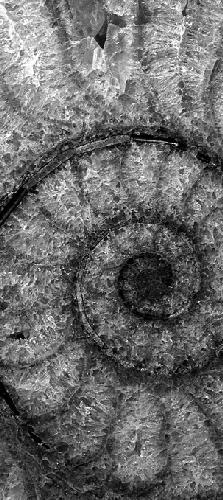 ﻿زنده کردن فسیل ها: مقدمه ای بر دیرین زیست شناسی