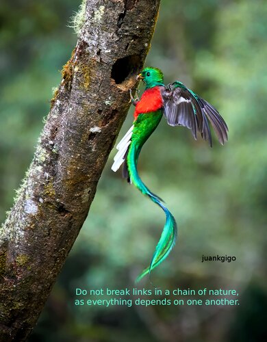 ﻿پیوندها در یک زنجیره طبیعی