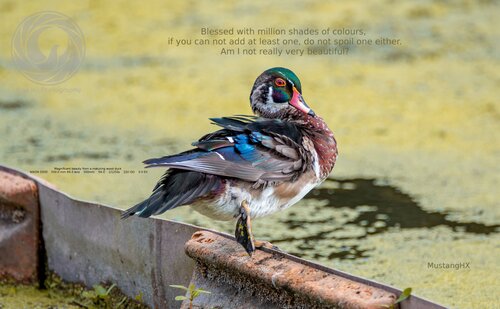 ﻿پر برکت با میلیون ها سایه رنگ.