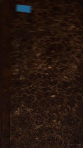 ﻿کلمب. متفرقه آمریکایی