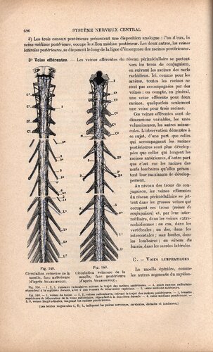 ﻿رساله در آناتومی انسان (قسمت 2)