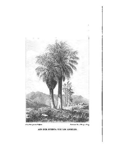 ﻿گلی از سرزمین طلایی یا لس آنجلس