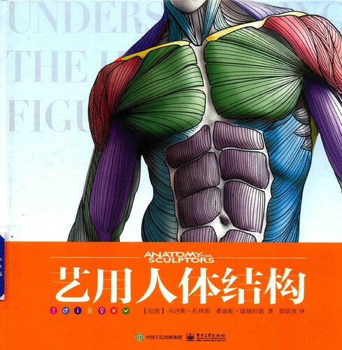 ﻿艺用人体结构