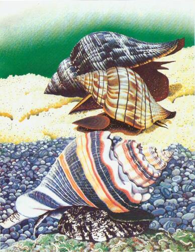 ﻿حلزون، شاخ های خود را بیرون بیاورید