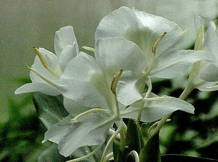 ﻿راهنمای ماجراجویی کوبا