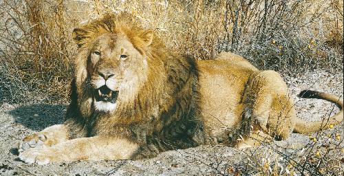 ﻿علمی آمریکایی (مه 1997)