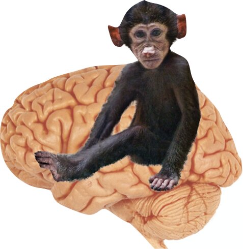 ﻿14 روز تا شادی پایدار