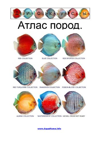 ﻿دیسکسی. اطلس пород.