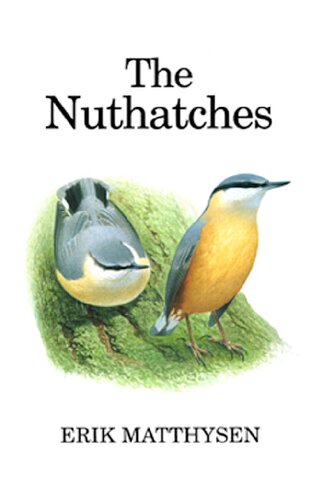 ﻿Nuthatches
