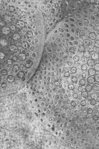 ﻿طراحی به عنوان آینده ساز