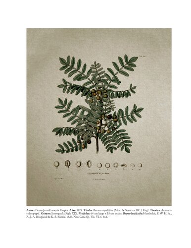 ﻿گونه Bursera L. ex Jacq. در غرب مکزیک