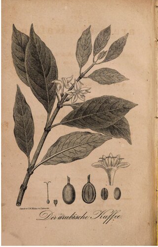 ﻿قهوه عرب، در تاریخ طبیعی، شیمی، رژیم غذایی و پزشکی برای پزشکان و غیر پزشکان