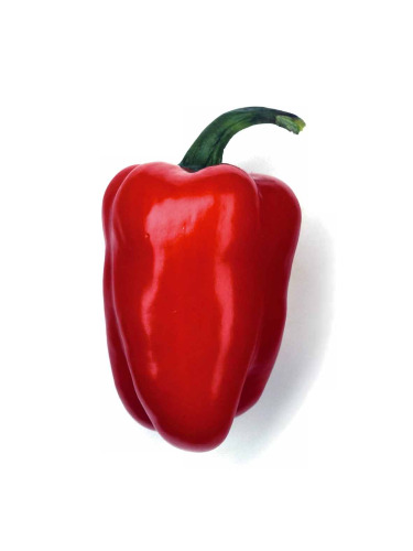 ﻿فرهنگ لغت بصری سبزیجات خرگوش چابک