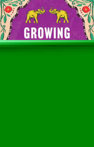 ﻿رشد هندی در استرالیا