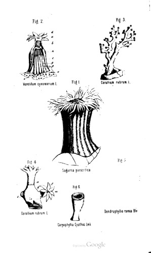 ﻿درباره Corallenthiere. سخنرانی ، که در باشگاه های Wiiting به Greifswald برگزار شد
