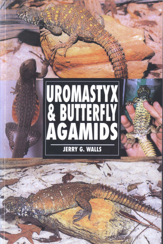 ﻿Uromastyx & Butterfly Agamids